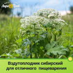 Вздутоплодник сибирский (трава) для здоровья органов пищеварения